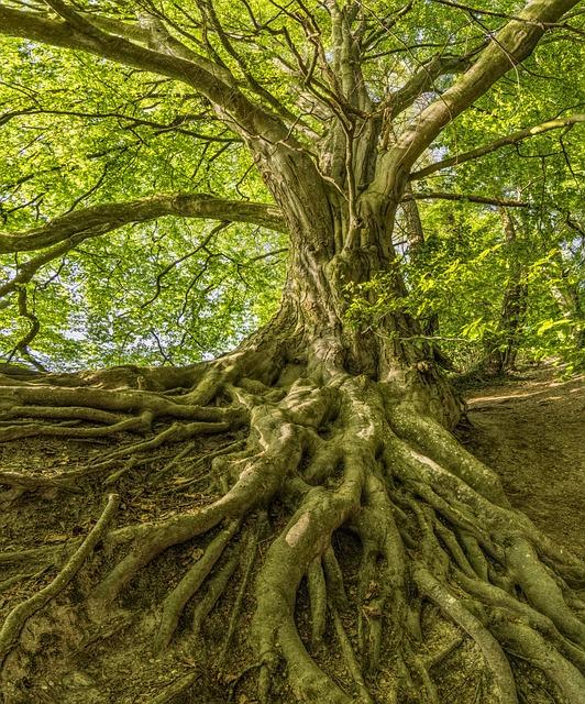 Pochopení kořenů judaismu a islámu