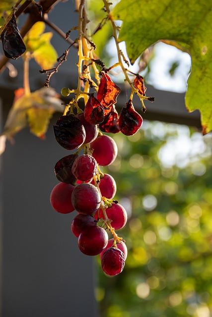 Jednoduché recepty na pokrmy pro Sukkot